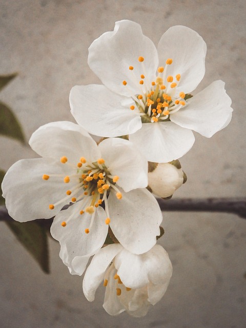Free Cherry Flower photo and picture
