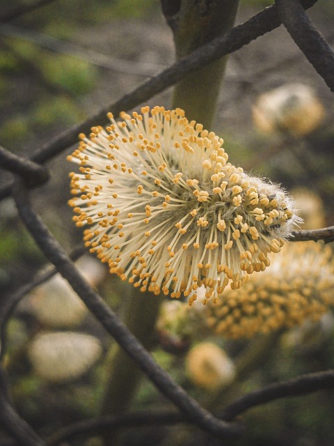 Free Spring Verba photo and picture