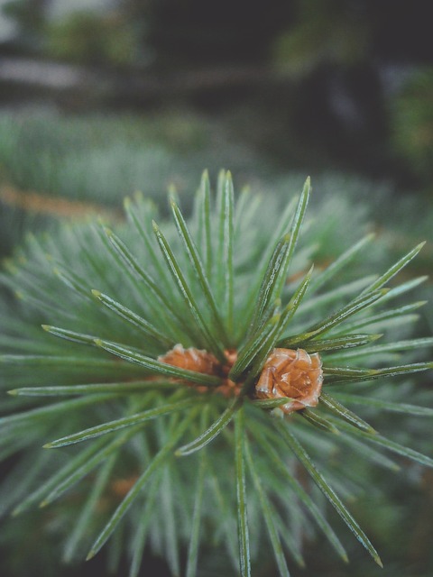 Free Branch Needles photo and picture