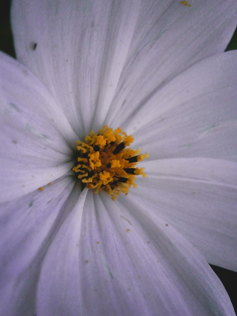 Free Flower Flowers photo and picture