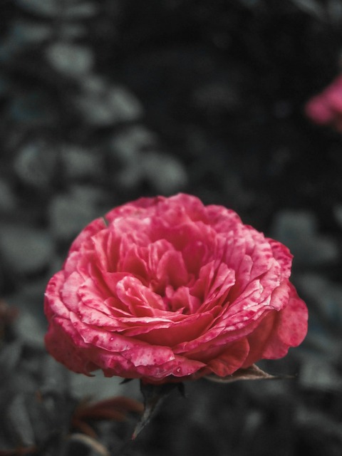Free Rose Beautiful Flowers photo and picture