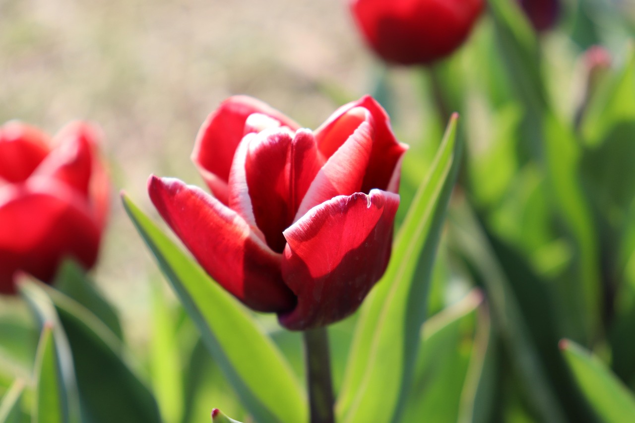 Toutou tulipe 💐 rouge .