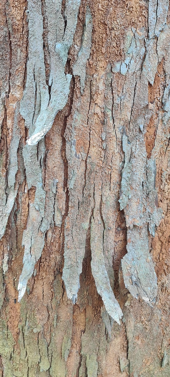 Árvore Latido Natureza - Foto gratuita no Pixabay - Pixabay