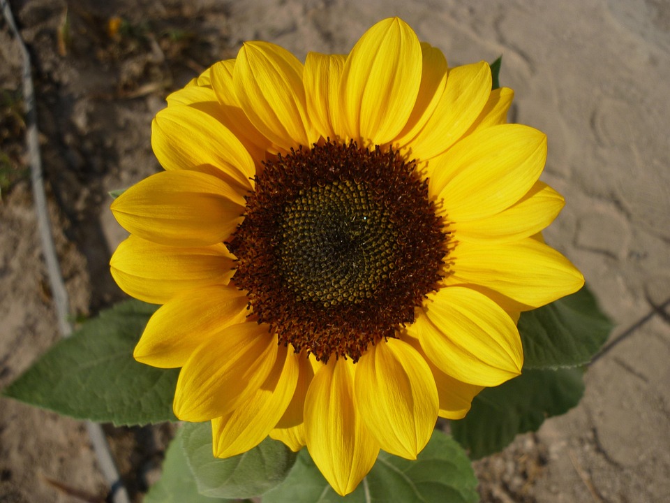 Sunflower Flower Plant Yellow - Free photo on Pixabay - Pixabay