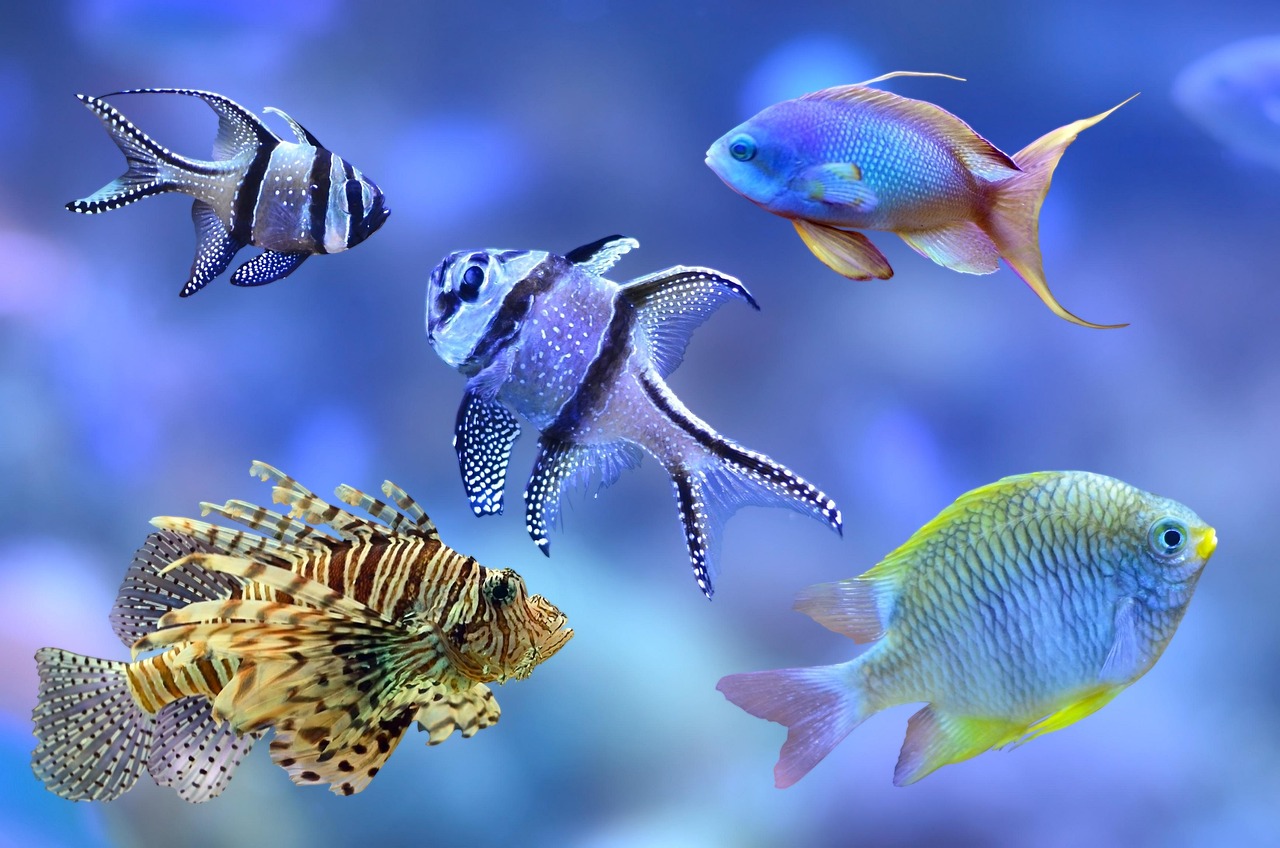 Fish - free online jigsaw puzzle photo