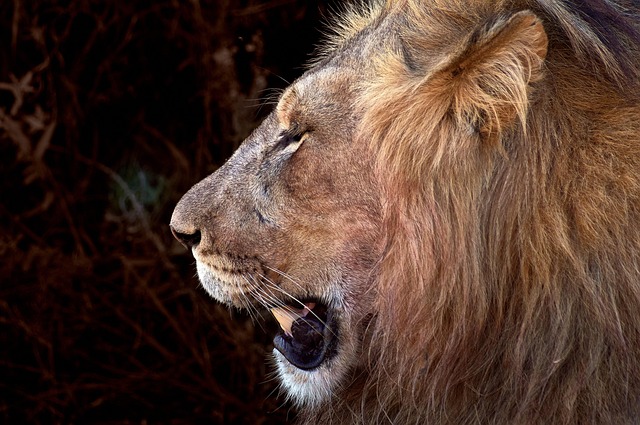 Aslan Hayvan Kafa - Pixabay'de ücretsiz fotoğraf