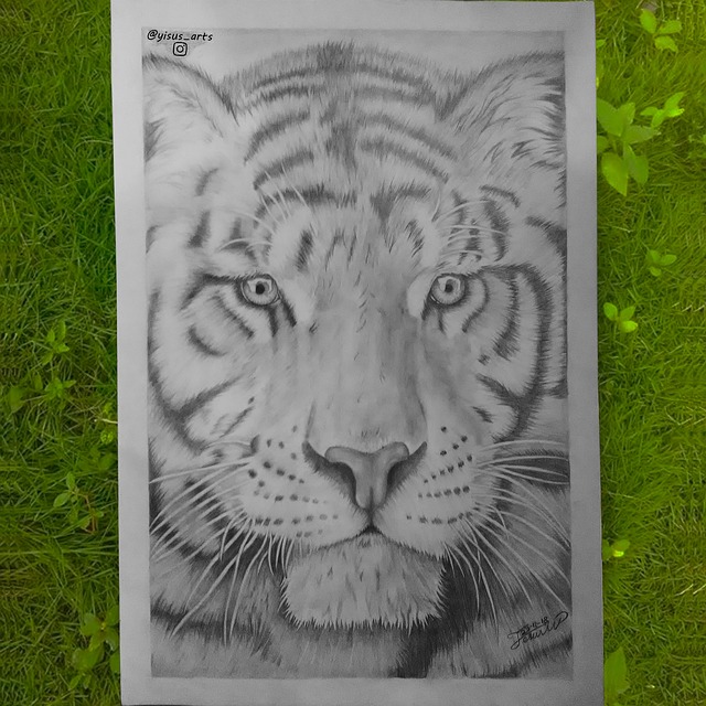 Free Tiger Draw photo and picture