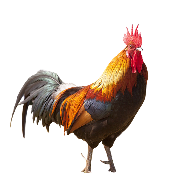 Free beautiful chicken chicken nature illustration