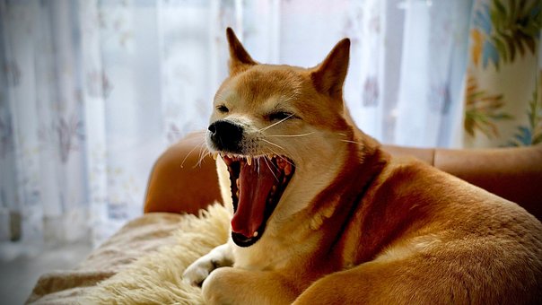Shiba Inu, Dog, Yawn, Puppy, Pet