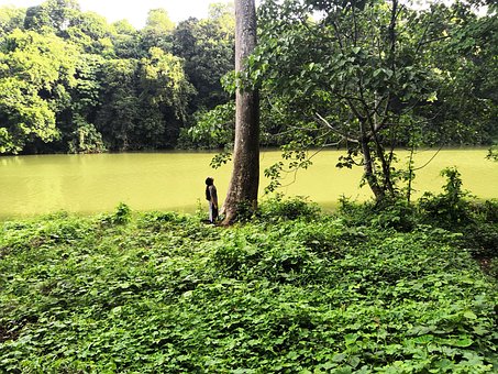 Free Forest River photo and picture