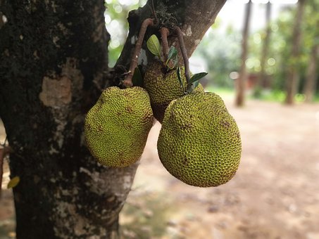 Free Jack Fruit Jackfruit photo and picture