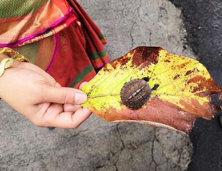 Free Small Turtle Tortoise photo and picture