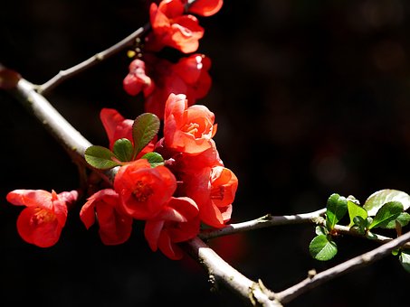 Free Japanese Quince Flowers photo and picture