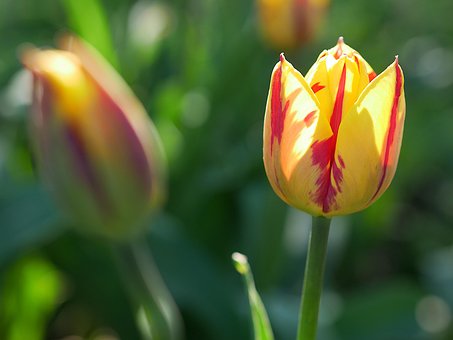 Free Tulip Bicolored photo and picture