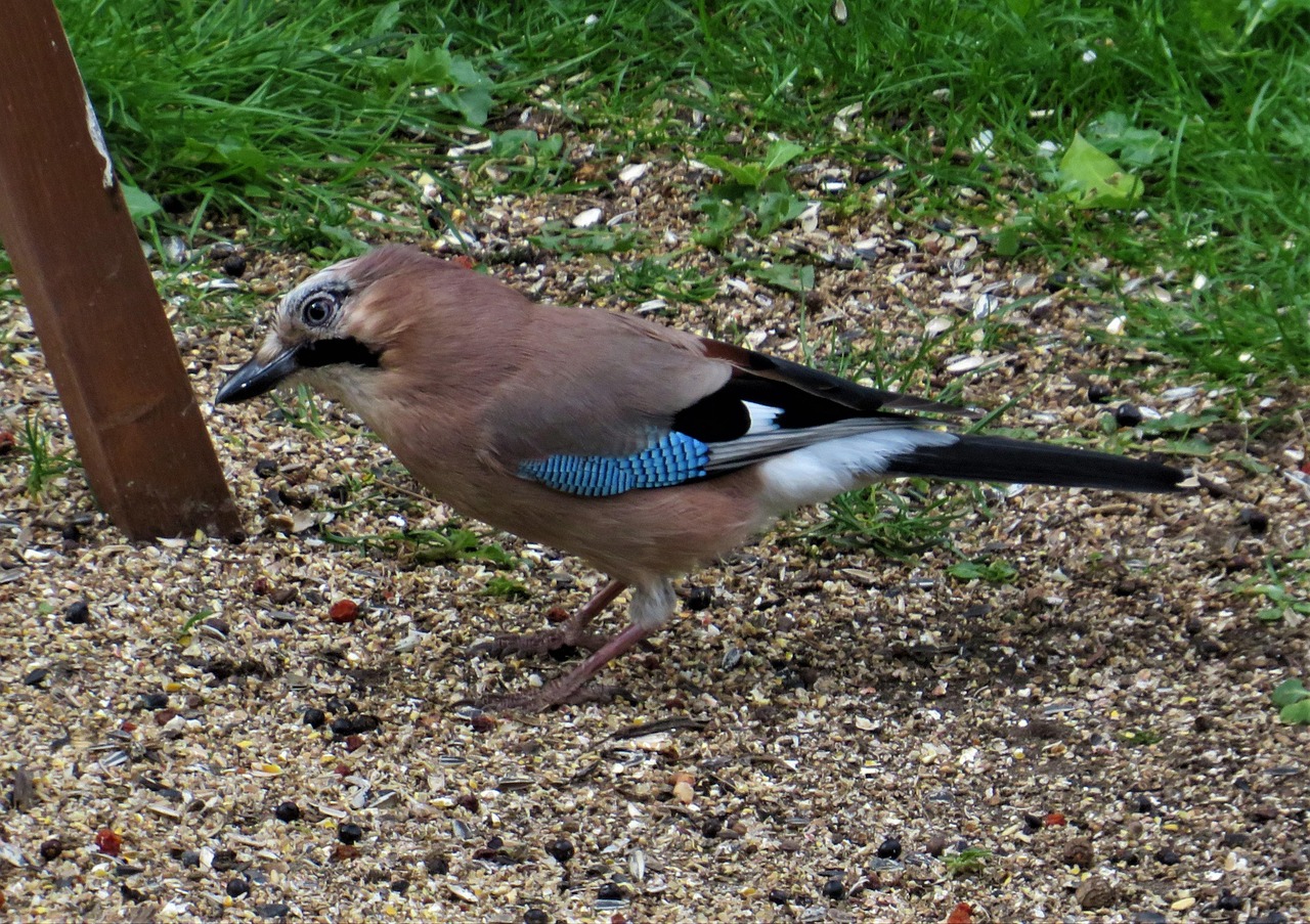 Jay Bird Garden - Free photo on Pixabay - Pixabay