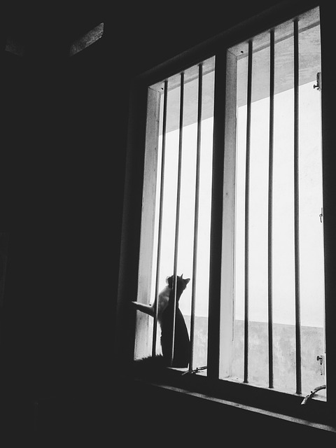 Gato, Animal, Mascota, Gatito, Retrato