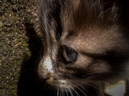 Gato, Clásico, Animal, Artístico, Diseño