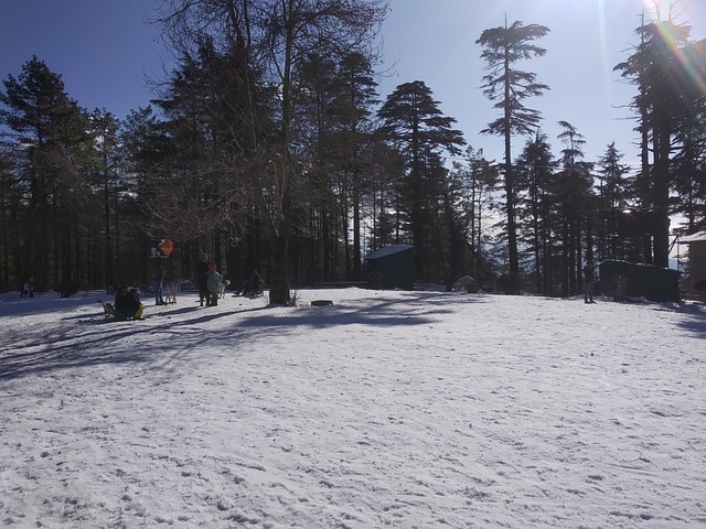 Schnee, Sonne, Wald