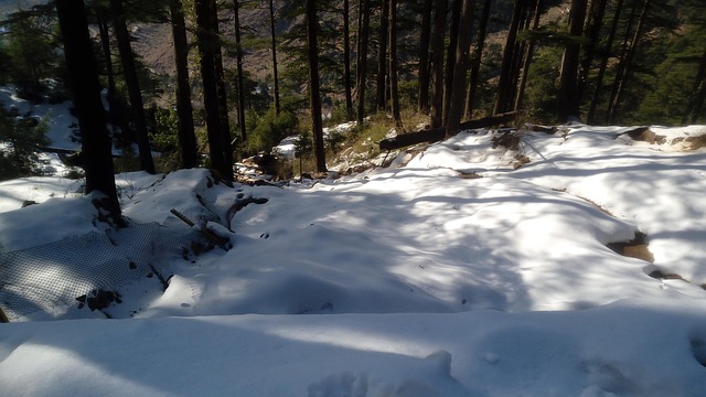 Schnee, Bäume, Wald