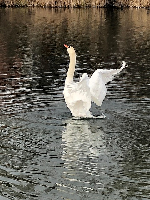 Free Swan Bird photo and picture