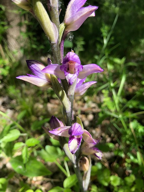 Free Flowers Orchids photo and picture