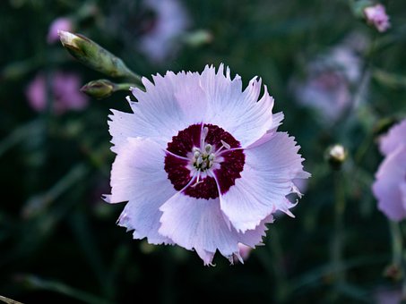 Flor, Natureza, Holiday, Isolado