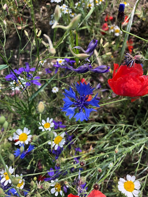 Free Flowers Plants photo and picture