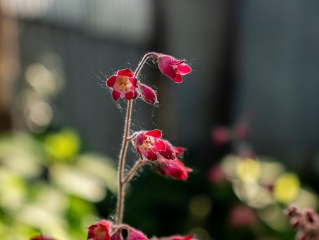 Planta, Plano De Fundo, Flor, Natureza