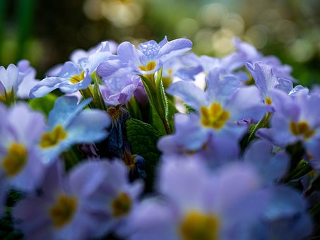 Prímula, Flores, Prado, Primula, Pétalas