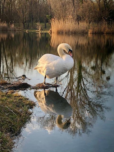 Free Swan Bird photo and picture