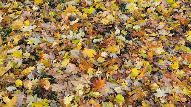 Herbst, Blätter, Laub