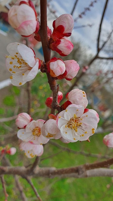 Kirschblüten, Pinke Blumen, Blumen, Baum