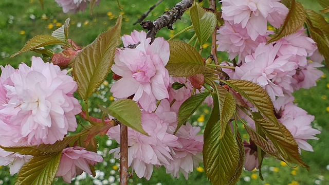 Kirschblüten, Pinke Blumen, Blumen, Baum