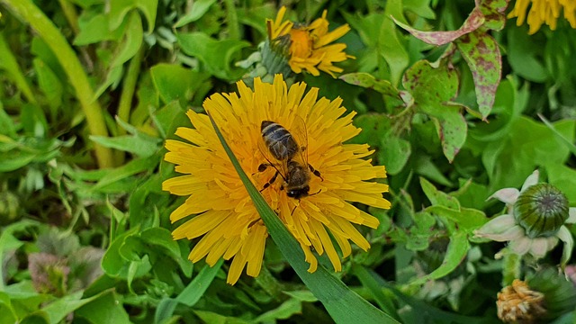 Löwenzahn, Blume, Biene, Pollen
