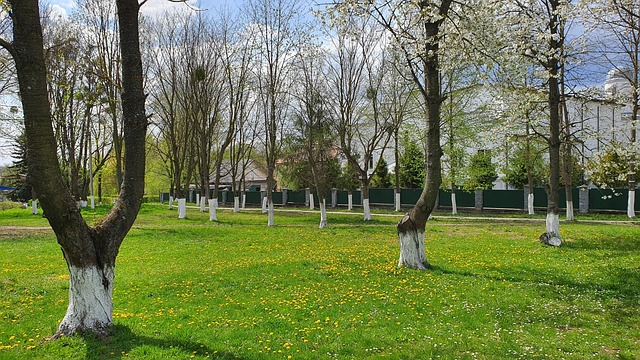 Wiese, Bäume, Park, Blumen, Löwenzahn