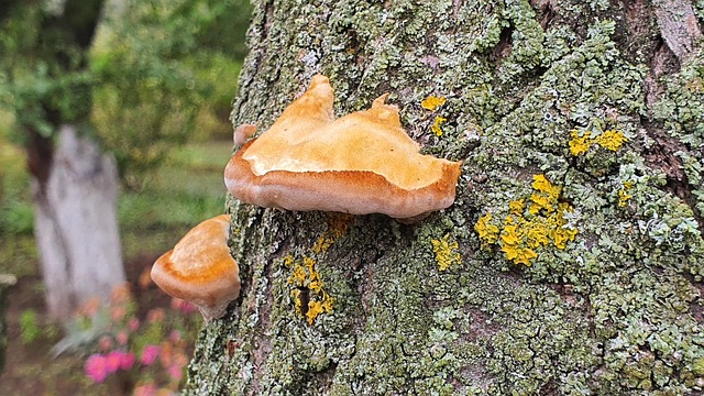 Baum, Bellen, Pilze, Spore, Schwamm