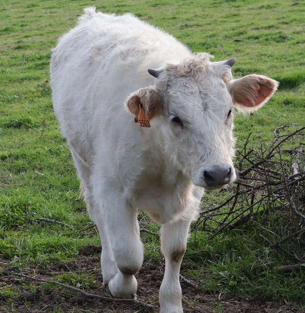 Kuh, Kalb, Bauernhof, Tier, Säugetier