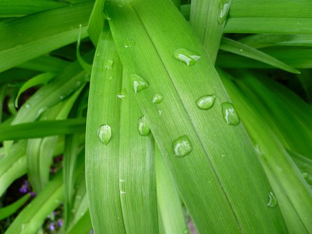 Free Leaves Green photo and picture