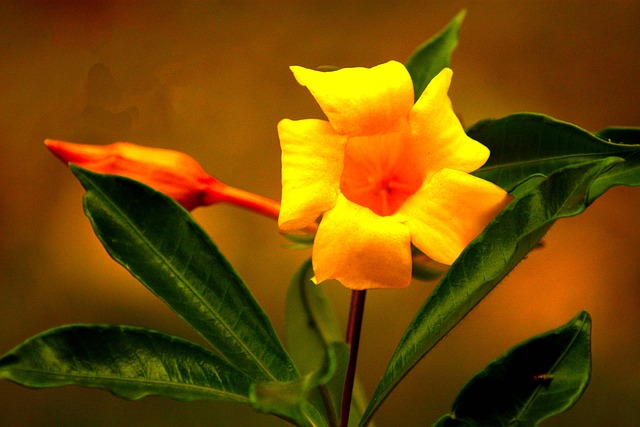 Free Yellow Flower Flowers photo and picture