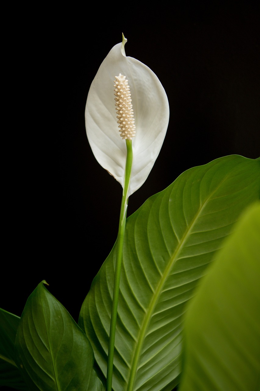 Peace Lily Flower Plant Free photo on Pixabay Pixabay