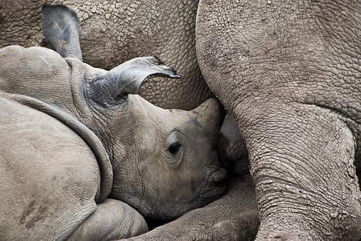 Free Rhinoceros Baby Rhinoceros photo and picture