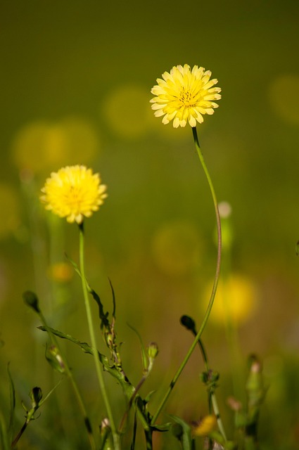 Free Dandelion Flowers photo and picture
