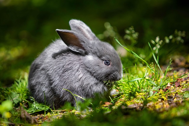 Conejo Chinchilla, Conejo, Mascota