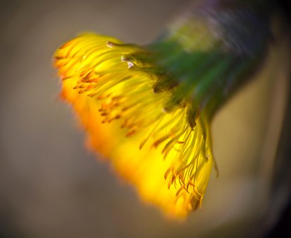 Blume, Pflanze, Garten, Sowthistle