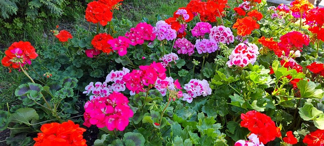 Free Flowers Nature photo and picture