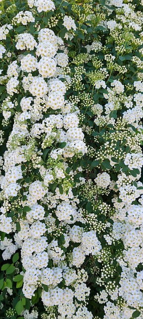 Free Flowers Garden photo and picture