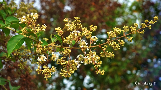 Free Flower Nature photo and picture