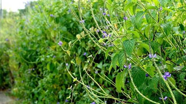 Free Plant Leaves photo and picture