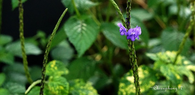 Free Purple Nature photo and picture