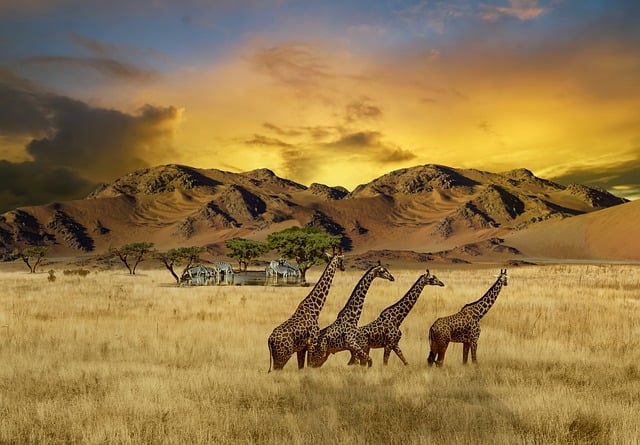 Free giraffes zebras safari illustration